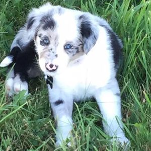 Meet your Posher, Troy